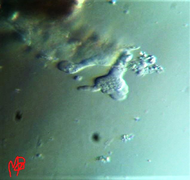 Amoeba stellata metamorfosi